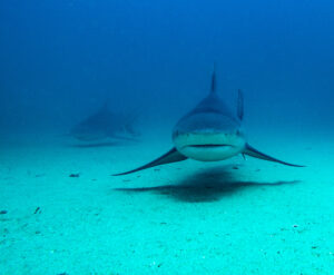 Bull shark facing camera showing mouth, cabo pulmo
